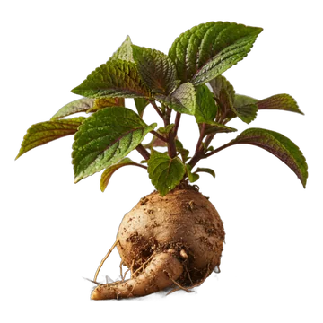 Coleus Forskohlii Extract — ingredient in Arthmira